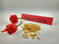 Carolina Reaper Red-Samen