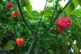 Carolina Reaper Red-Samen