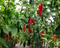 Jalapeno-Samen