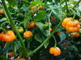 Trinidad Scorpion Yellow-Samen