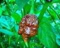 Trinidad Scorpion Chocolate-Samen