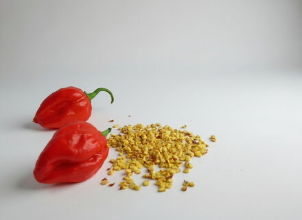 Habanero red-Samen