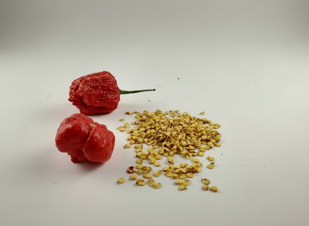 Trinidad Scorpion Red-Samen