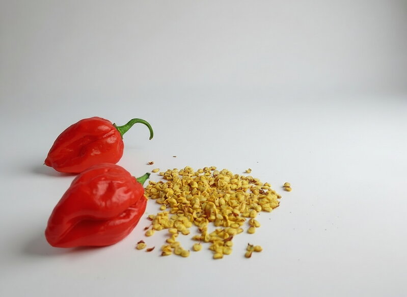 Habanero red-Samen